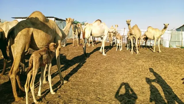 Geela ay shirkadda dhaqato