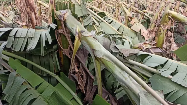 ఈదురు గాలులతో ఒరిగిన అరటి చెట్లు