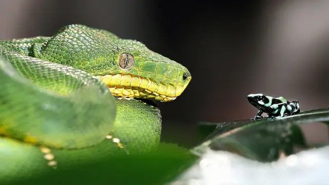 красящий древолаз (на фото - справа)