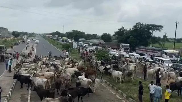 گائِیوں کے ذریعے احجتاج
