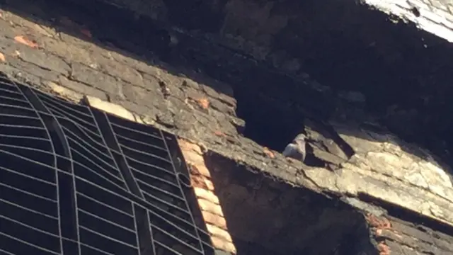 এই কবুতরটিও কি তাঁর স্বজনকে খুঁজছে?