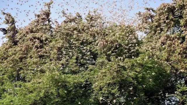 ٹڈیوں کا حملہ