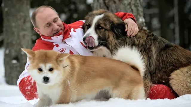 Mr Putin plays in the snow with his dogs outside Moscow