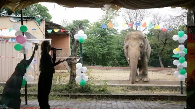 اسلام آباد کے پیارے ہاتھی کاون کو خدا حافظ!