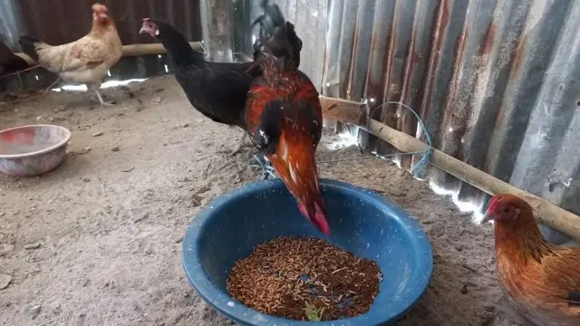 মুরগীকে দেয়া হচ্ছে 'ব্ল্যাক সোলজার ফ্লাই