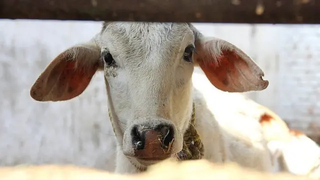 ఆవు దూడ, ఆంత్రాక్స్