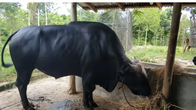 প্রাপ্তবয়স্ক গয়াল আটশো কেজির বেশি ওজন হয়ে থাকে