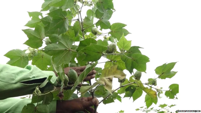 गणेश गव्हाणे यांच्या शेतातील कपाशी.