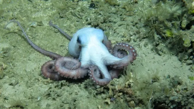 அட்லாண்டிக் பெருங்கடலின் மரண ஓலமும், அதனை காக்க பெரும் திட்டமும்