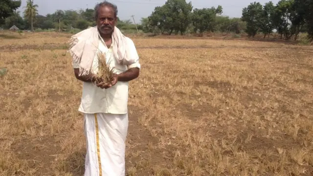 இந்த காலகட்டத்தில் இப்பகுதி விவசாயிகள் நெல் அறுவடையை முடித்துவிட்டு உளுந்து விதைப்பைத் துவங்கியிருப்பார்கள்.