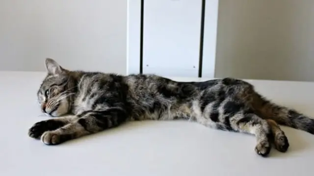 Avstralyada sağ qalan pişik