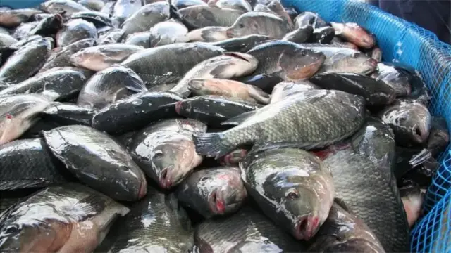 তেলাপিয়া মাছও এখন নিম্ন আয়ের মানুষের কেনার সামর্থ্যের বাইরে বলে বলছেন তাদের অনেকে।