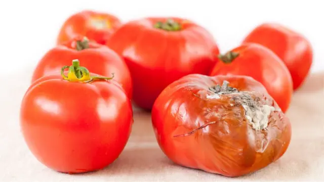 బూజు కన్నా బ్యాక్టీరియా చాలా ప్రమాదకరం