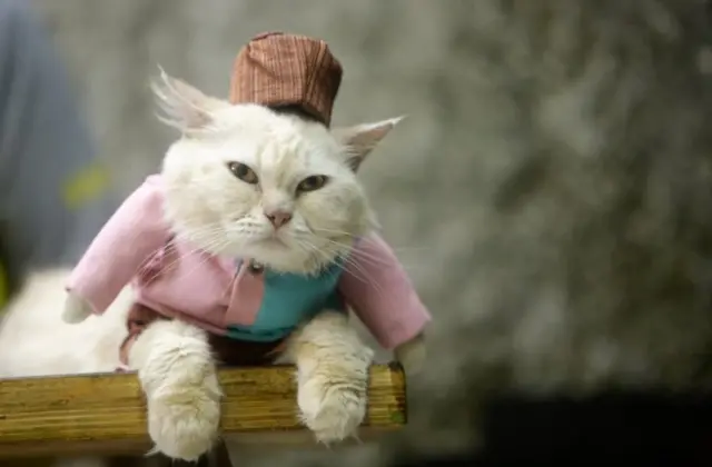 A cat wears a traditional Indonesian Muslim outfit made by cat tailor Fredi Lugina Priadim in a workshop in Bogor, Indonesia, 02 December 2020