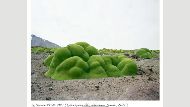 التقطت المصورة الفوتوغرافية، ريتشيل سوسمان، صورا لكائنات عمرها أكثر من ألفي عام