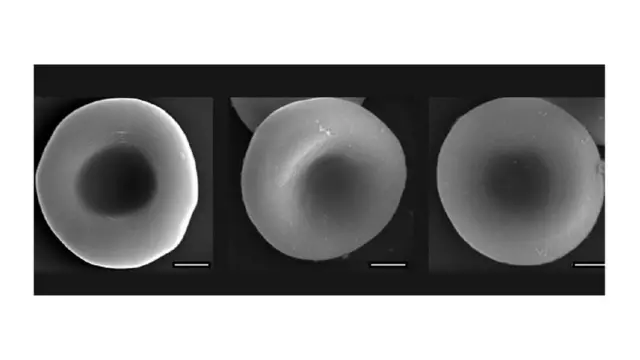 От живой клетки до киборга - всего одна промежуточная стадия