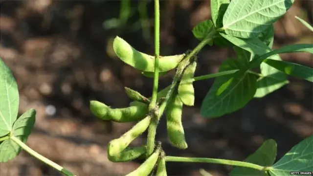 सोयाबीन