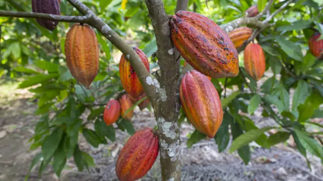 Árbol con grandes frutos de cacao