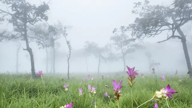 ทุ่งดอกกระเจียว จ.ชัยภูมิ