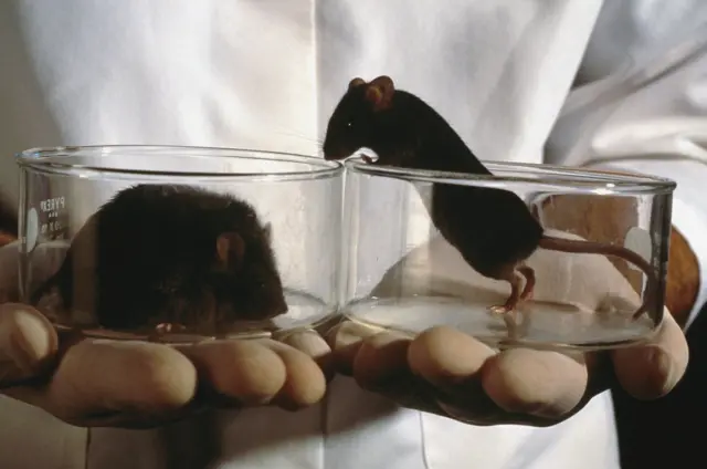 Лабораторные мыши