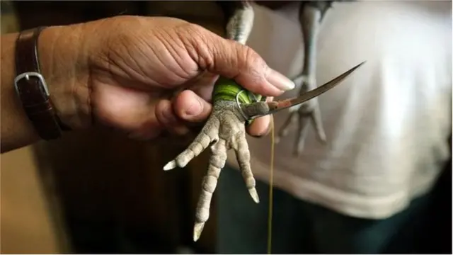 కోడి కాలికి కట్టిన కత్తి