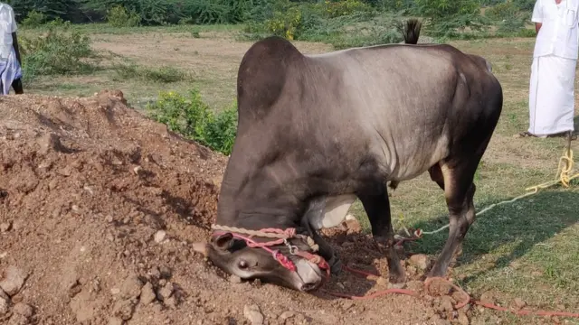 பயிற்சியளிக்கும் காளைப்பிரியர்கள்: சீறத் தயாராகும் ஜல்லிக்கட்டு காளைகள்!