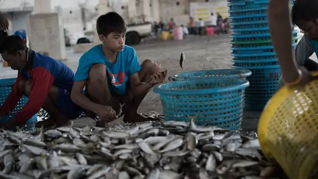 ประมงไทย, TIP Report, IUU, EJF