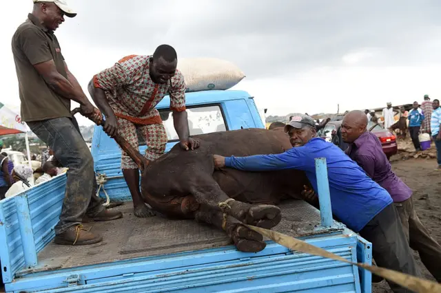 Mutane na saukar da saniya daga kan mota 