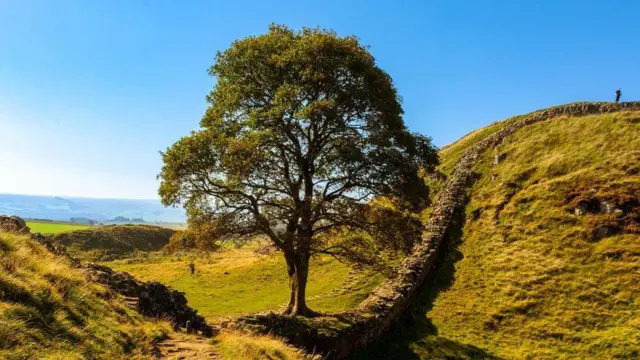 Hoton bishiyar da tsakar rana gabanin a sare ta