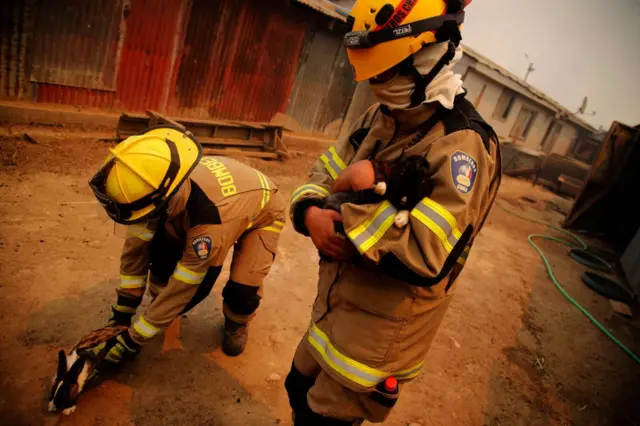 Bombeiros resgatam coelhos na comunaapps de palpites de futebolQuilpue,apps de palpites de futebolValparaíso