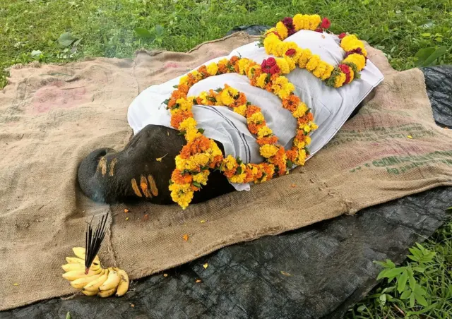 யானைகள், முதுமலை புலிகள் காப்பகம்