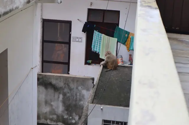 కోతుల బెడద