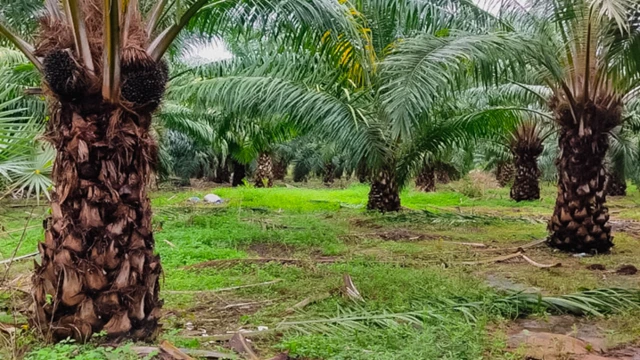 తెలంగాణ, ఆయిల్ పామ్, రేవంత్ రెడ్డి, వ్యవసాయం, వరిపంట, అంతరపంటలు