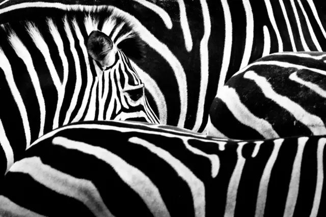 Un zèbre
