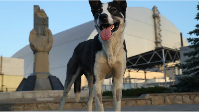 Cãojogo de aposta slotChernobyl