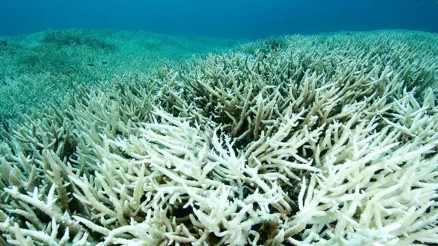 من المرجح أن يزداد عدد المصابين بالمرض مع تزايد تضرر الشعاب المرجانية بسبب تغير المناخ