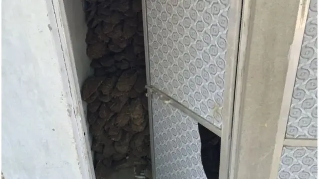 கழிப்பறைகளை ஆக்கிரமித்துள்ள மாட்டுச்சாணங்கள்