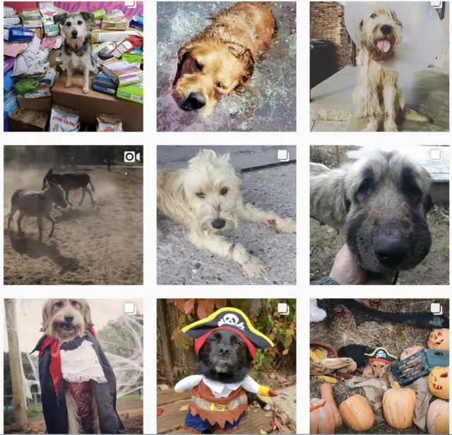 Serbia's Forgotten Paws Инстаграм страна