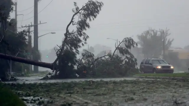 Un auto pasa junto a un árbol caído en mitad de la vía.