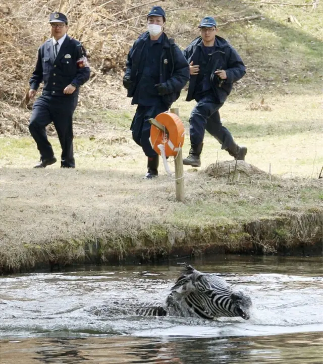 吹き矢に射られて池に落ちたシマウマ