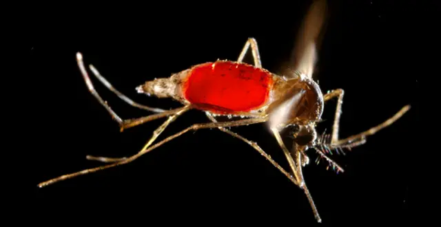 Mosquito (Aedes aegypti)