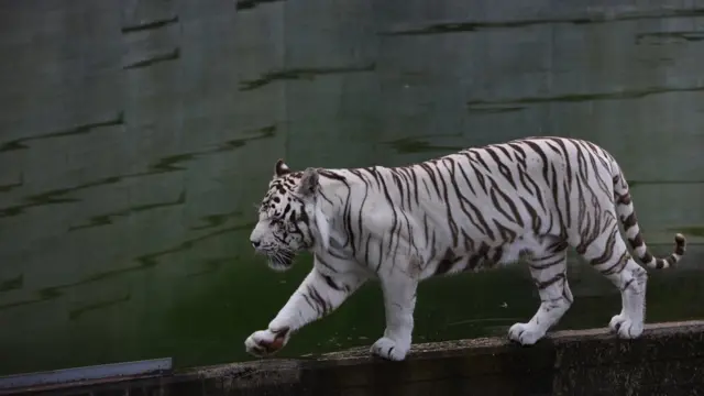 একটি পুরুষ সাদা বেঙ্গল টাইগার