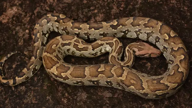 இந்திய மலைப்பாம்பு