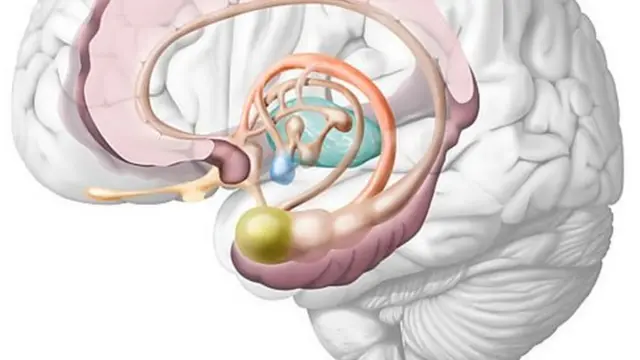 The limbic system of the brain sets in motion the physical reaction of laughter