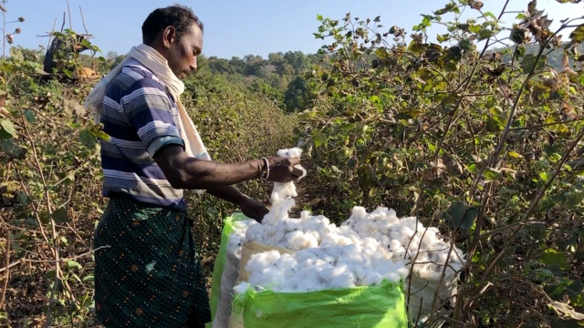 పత్తి తీస్తున్న ఆదివాసీ రైతు