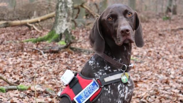 Pointer store dog rescue