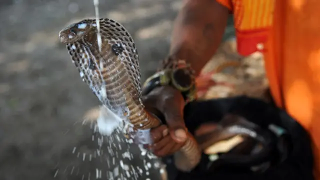 يكرم المصلون الكوبرا عبر غسلها بالحليب