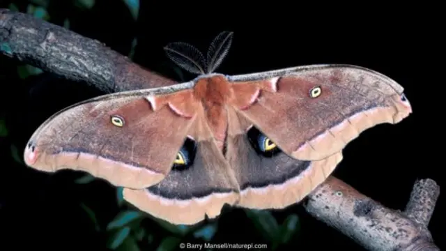Kwarin tsutsar siliki (Antheraea polyphemus)