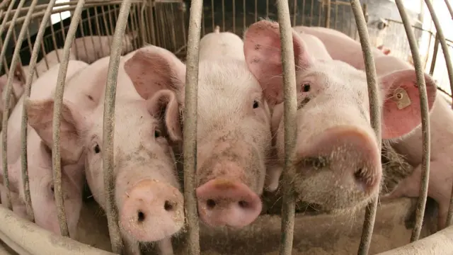 Cerdos hacinados en una granja