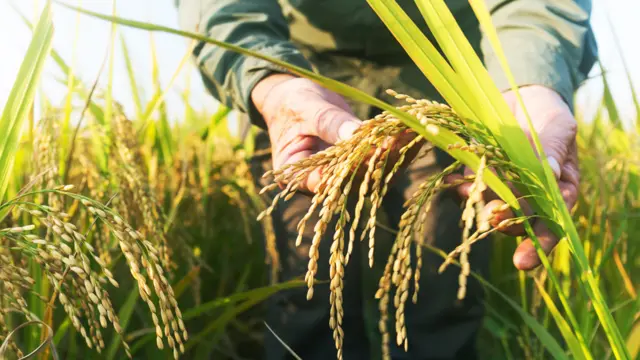 Manos con una planta de arroz con granos